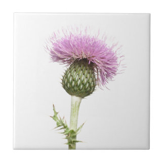 Distel Fliese