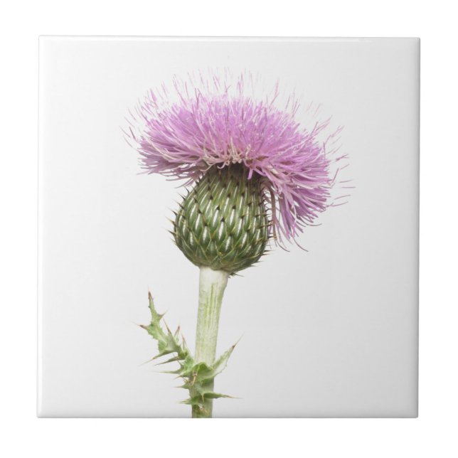 Distel Fliese (Vorderseite)