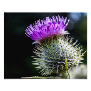 Distel Fotodruck