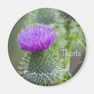 Distel Magnet