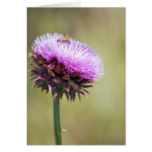 "Distel mit Bienen" Sammlung
