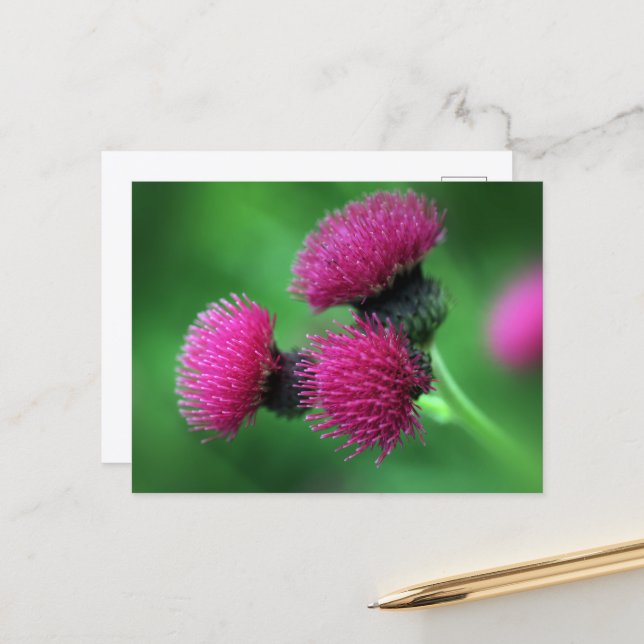Distel-Postkarte in Lila Postkarte (Vorderseite/Rückseite Beispiel)