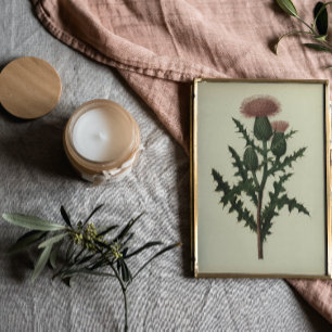 Distel Von Blumen und Farne Amerikas Poster