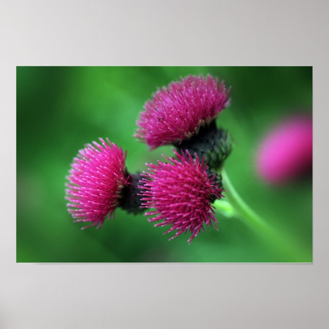Distelblüten Poster (Vorne)