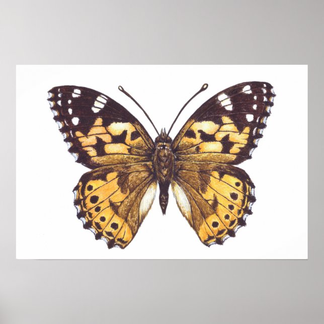 Distelfalter Poster (Vorne)