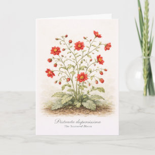 Distracta dispersissima - Die verstreute Blüte Karte