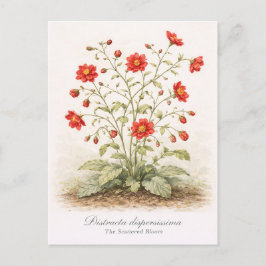 Distracta dispersissima - Die verstreute Blüte Postkarte