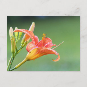 Ditch Lily Postkarte