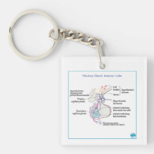 DITKI Anterior Pituitary Physiology Schlüsselanh Schlüsselanhänger