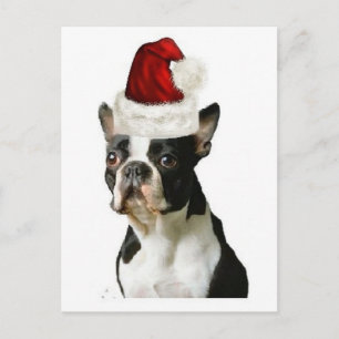 Ditzy Dogs~Original Postcard~Boston Terrier Postkarte