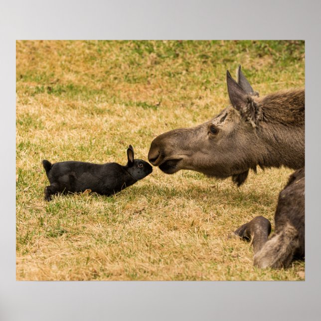 Diversity Poster (Vorne)