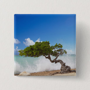 Divi Divi Baum, Eagle Beach, Aruba, Karibik Button