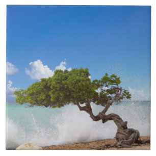 Divi Divi Baum, Eagle Beach, Aruba, Karibik Fliese