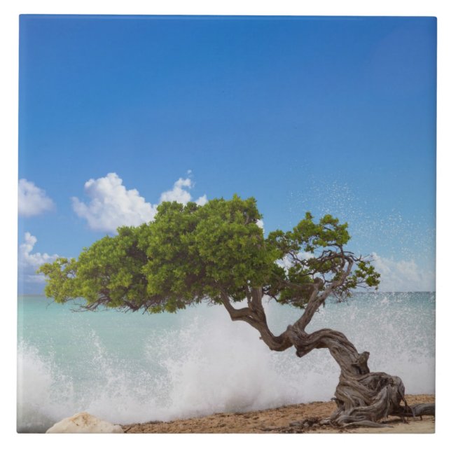Divi Divi Baum, Eagle Beach, Aruba, Karibik Fliese (Vorderseite)