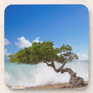 Divi Divi Baum, Eagle Beach, Aruba, Karibik Getränkeuntersetzer
