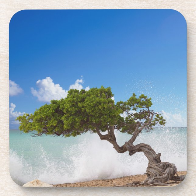 Divi Divi Baum, Eagle Beach, Aruba, Karibik Getränkeuntersetzer (Vorderseite)