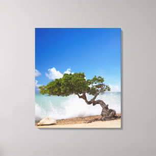 Divi Divi Baum, Eagle Beach, Aruba, Karibik Leinwanddruck