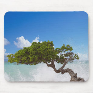 Divi Divi Baum, Eagle Beach, Aruba, Karibik Mousepad