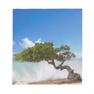 Divi Divi Baum, Eagle Beach, Aruba, Karibik Notizblock