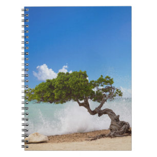 Divi Divi Baum, Eagle Beach, Aruba, Karibik Notizblock
