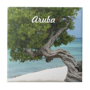 Divi Divi Baum in Aruba Fliese