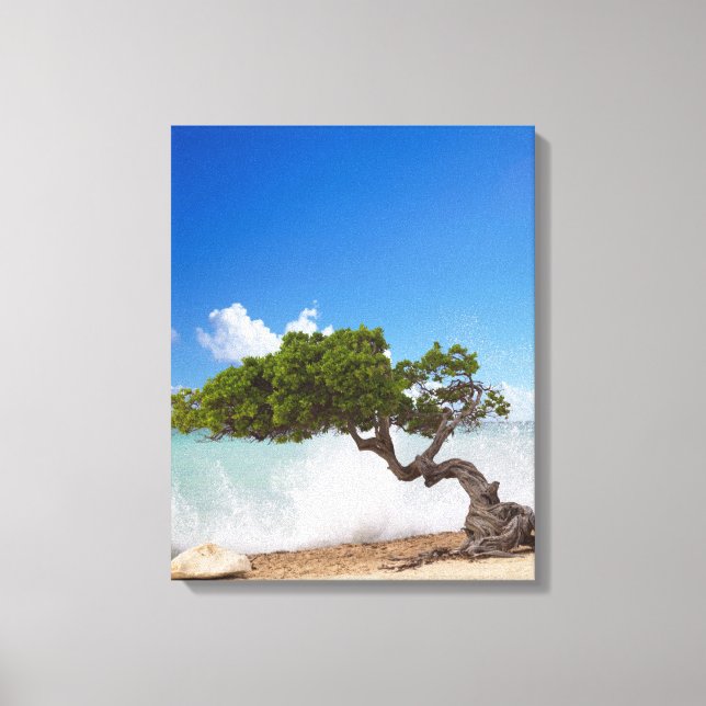 Divi Divi Tree, Eagle Beach, Aruba, Karibik Leinwanddruck (Vorderseite)