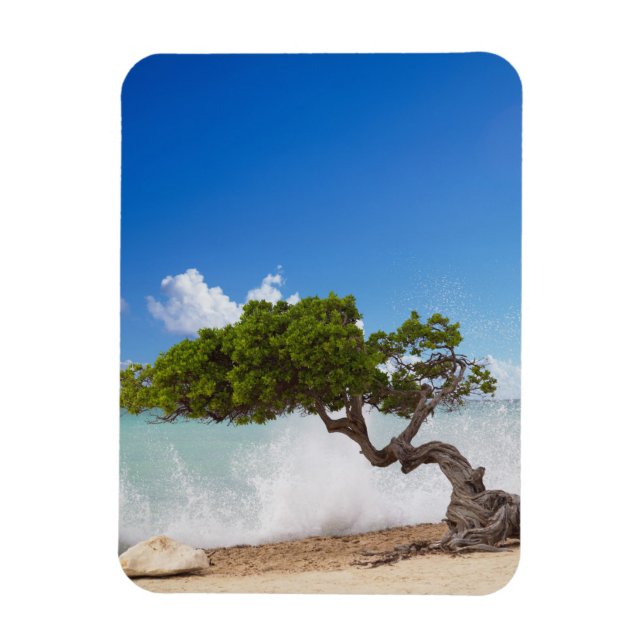 Divi Divi Tree, Eagle Beach, Aruba, Karibik Magnet (Vertikal)
