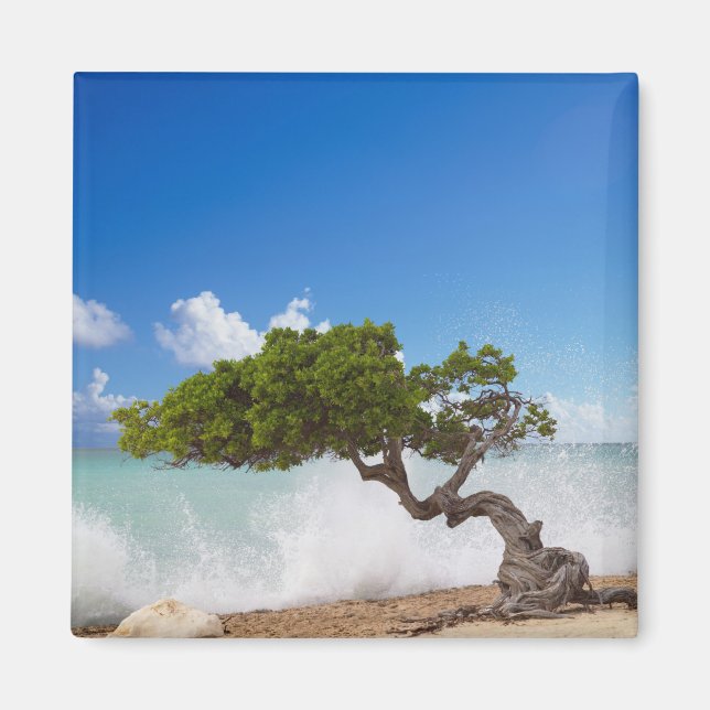 Divi Divi Tree, Eagle Beach, Aruba, Karibik Magnet (Vorne)