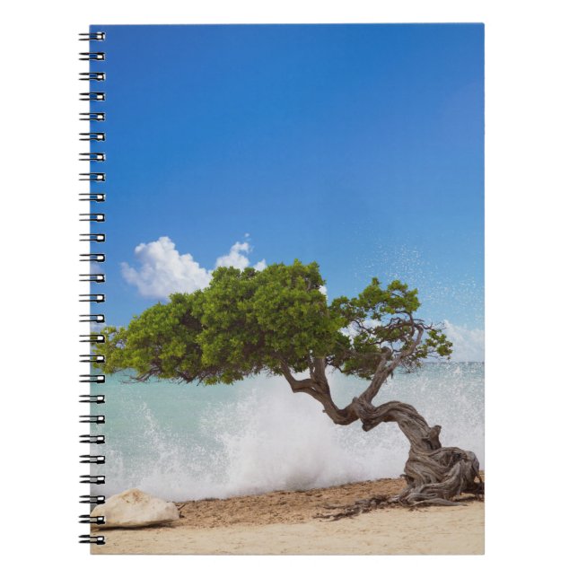 Divi Divi Tree, Eagle Beach, Aruba, Karibik Notizblock (Vorderseite)
