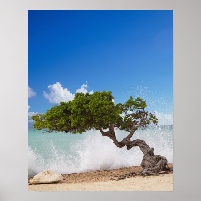 Divi Divi Tree, Eagle Beach, Aruba, Karibik Poster (Vorne)