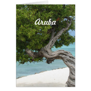 Divi Divi Tree in Aruba
