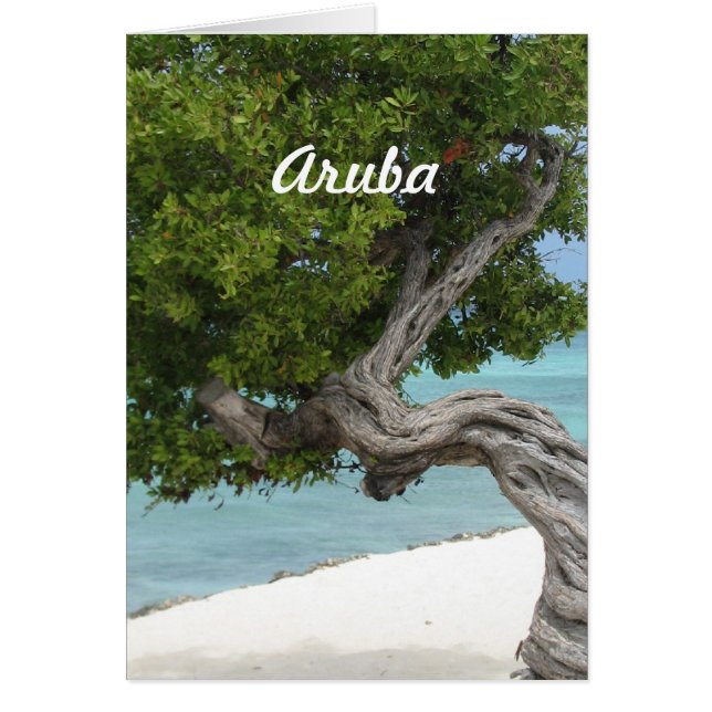 Divi Divi Tree in Aruba (Vorne)