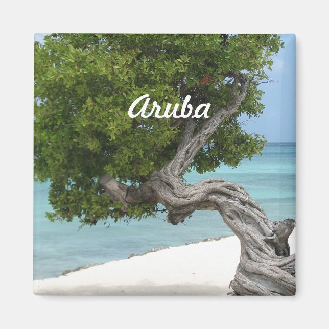 Divi Divi Tree in Aruba Magnet (Vorne)