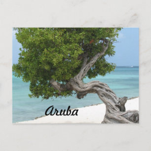 Divi Divi Tree in Aruba Postkarte