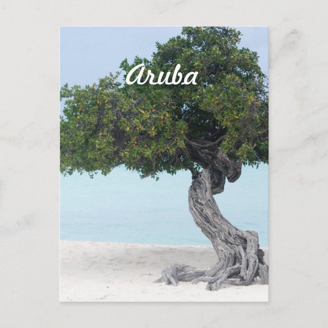 Divi Divi Tree Postkarte (Vorderseite)