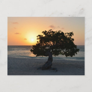Divi Tree Sunset Postkarte