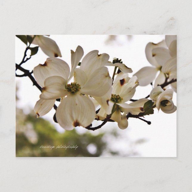 Divine Dogwood Spring Postcard Postkarte (Vorderseite)