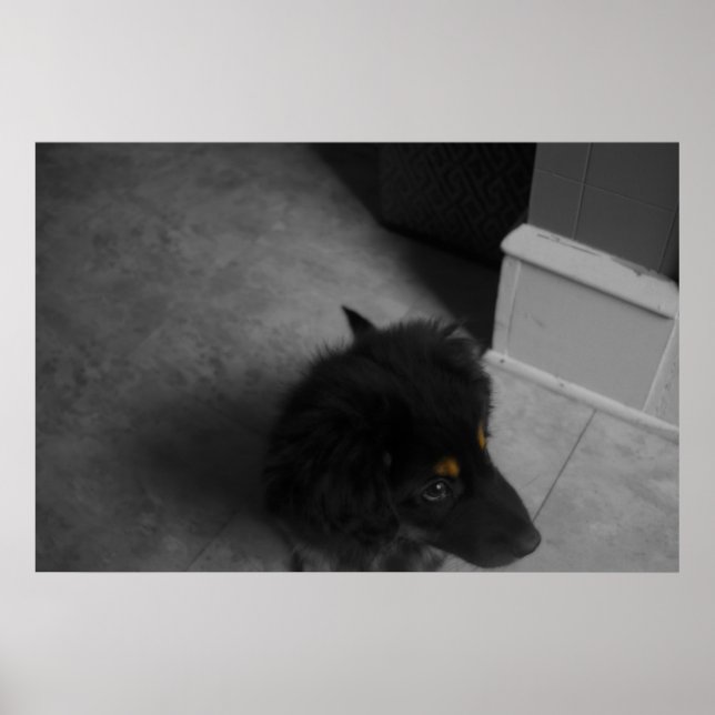 Divo B&W Poster (Vorne)