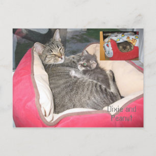 Dixie & Peanut im Erdnussbett Postkarte