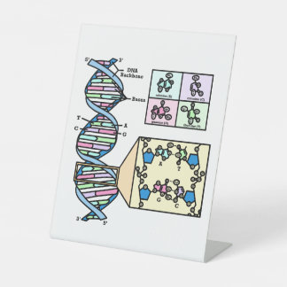 DNA-Diagramm Sockelschild