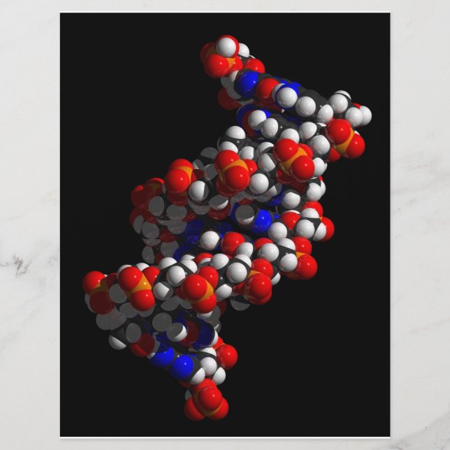 DNA-Doppelhelix-Modell Flyer (Vorne)