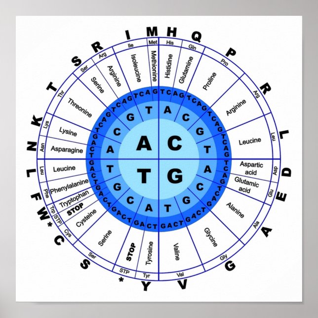 DNA Genetischer Code Circle Gene Codon Amino Acid Poster (Vorne)
