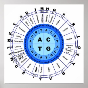 DNA Genetischer Code Circle Gene Codon Amino Acid Poster