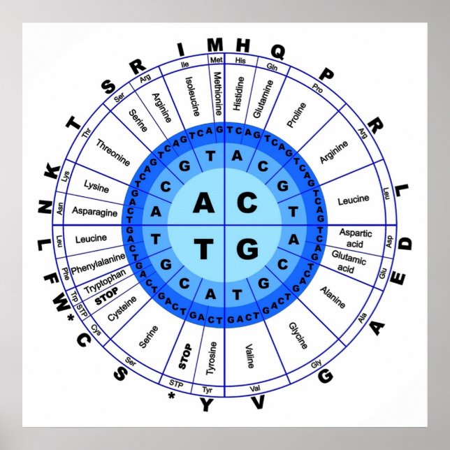 DNA Genetischer Code Circle Gene Codon Amino Acid Poster (Vorne)