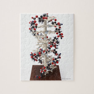 DNA-Modell Puzzle