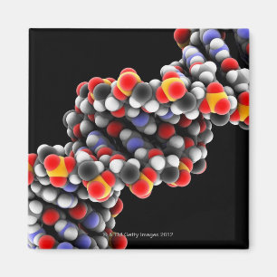 DNA-Molekül. Molekulares DNA-Modell Magnet