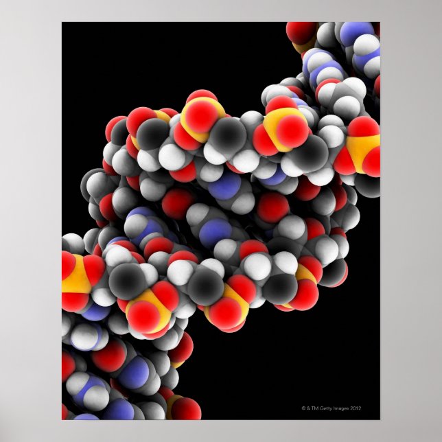 DNA-Molekül. Molekulares DNA-Modell Poster (Vorne)