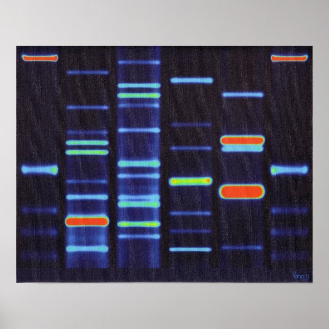 DNA-Poster Poster (Vorne)