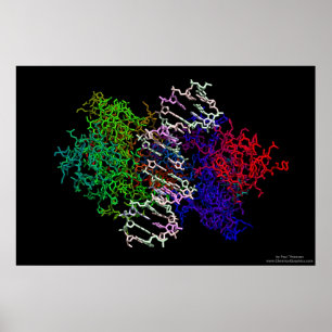 DNA-Proteinkomplex Poster