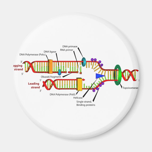 DNA-Replikation Magnet (Vorne)